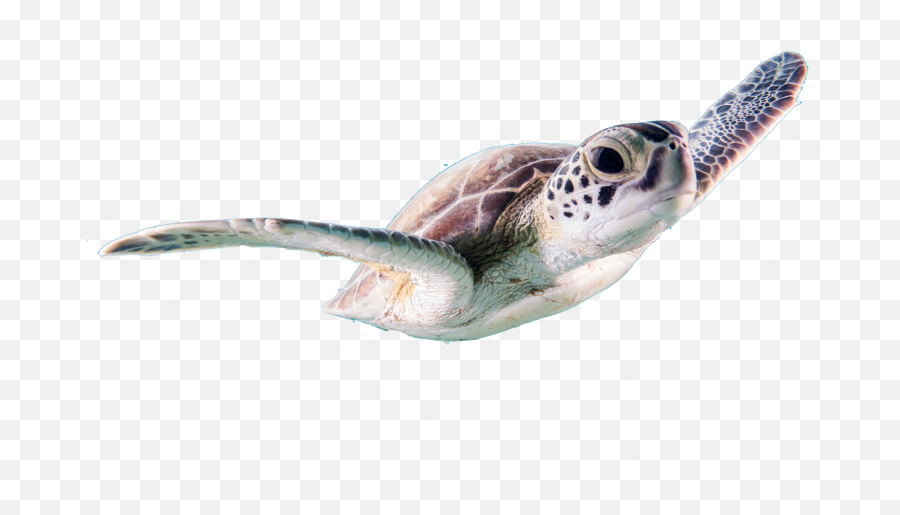 Turtle Sea Animals Free Transparent - Real Sea Animals Png,Transparent  Animals - free transparent png images 
