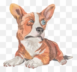 Download Hd Grumpy Animals By Rhea Dennis Messages Sticker - 4 Vulnerable Native Breeds Png,Corgi Transparent
