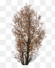 Big Autumn Tree - Autumn Trees Png,Big Tree Png