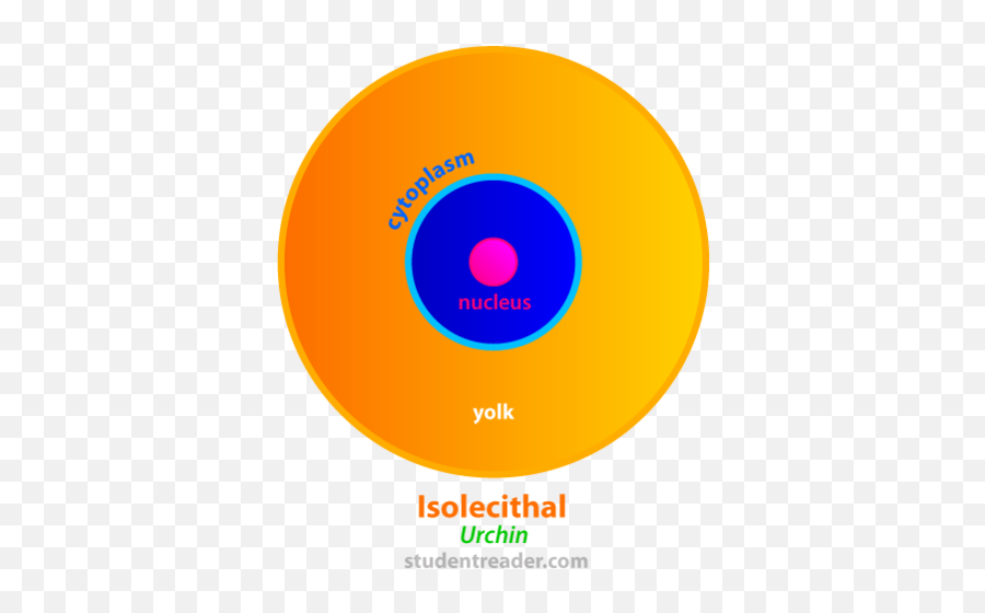 Egg Types And Cleavage Flashcards - Isolecithal Egg And Telolecithal Egg Png,Cleavage Icon