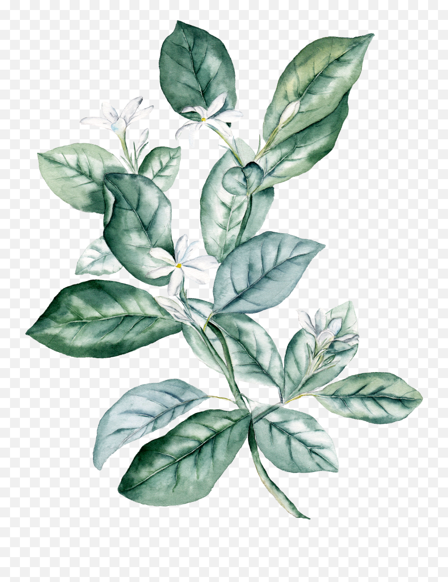 Watercolor Plants Png - Watercolour Watercolor Plants Transparent Leaf Watercolor Png,Watercolor Greenery Png