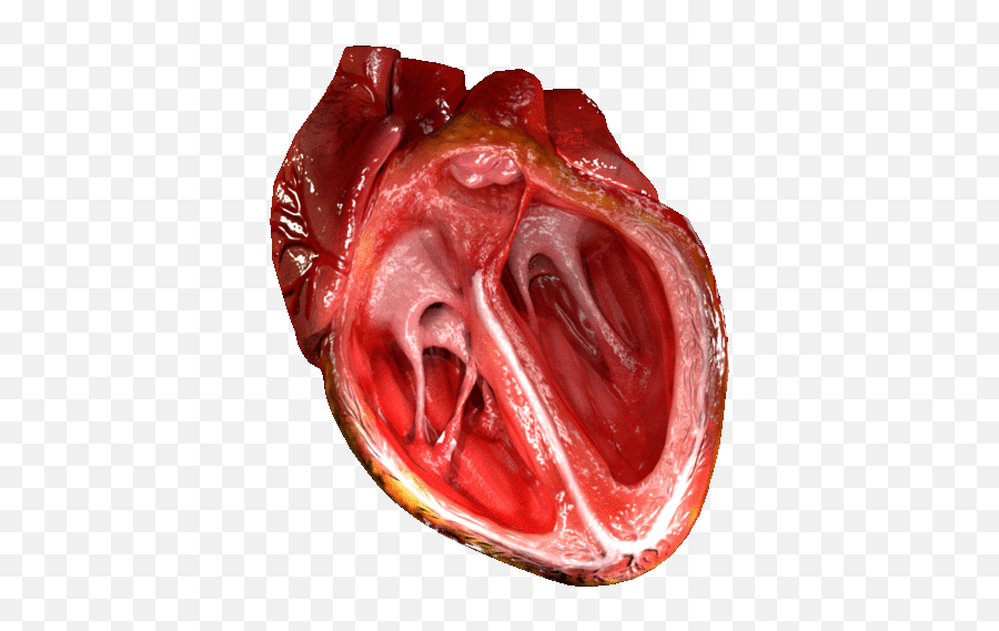 Heart Valve - Wikipedia Gif Of Heart Pumping Png,Anatomical Heart Png