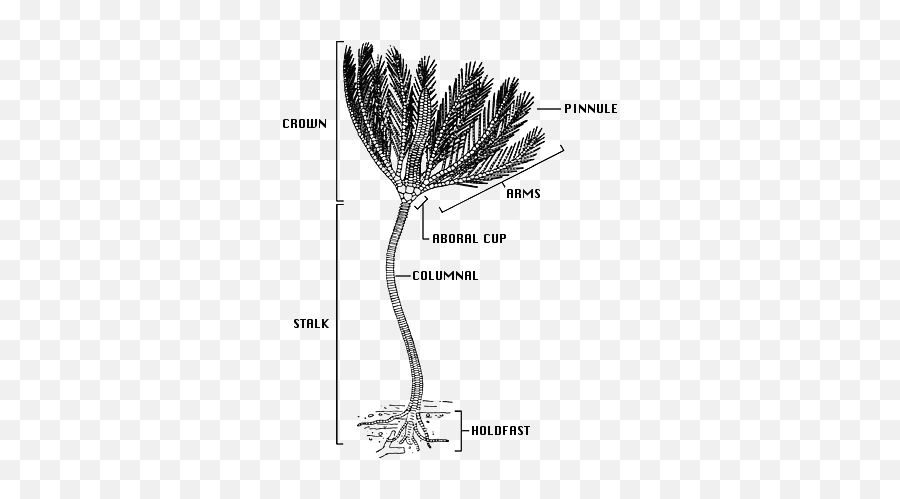 Crinoidea - Crinoid Stem Png,Lg A341 Icon Glossary