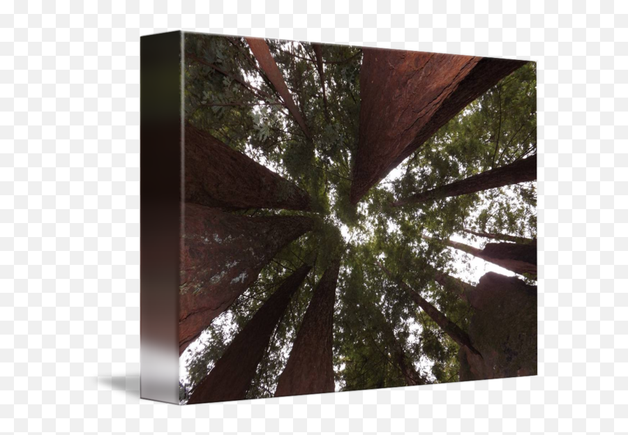 Redwood Tree Canopy - Wood Png,Tree Canopy Png