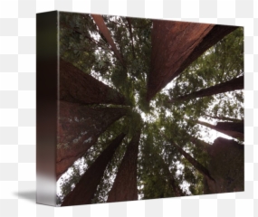 Redwood Tree Canopy - Wood Png,Tree Canopy Png