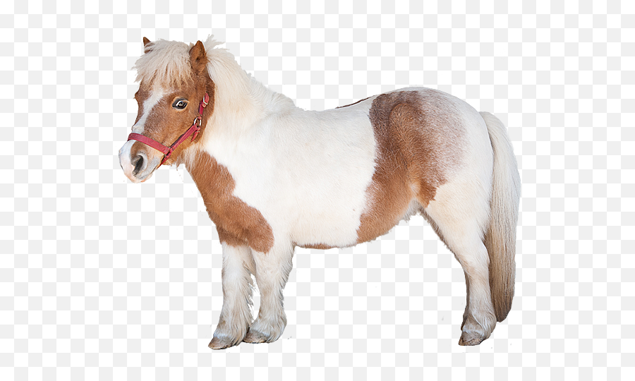 Transparent Horse Png Image - Sorrel,Pony Transparent