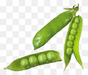 Pea Png Image - Genetics Vocabulary Gregor Mendel,Peas Png