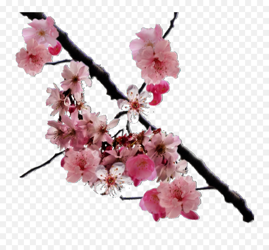 Image - Cherry Blossom Png Real,Transparent Aesthetic