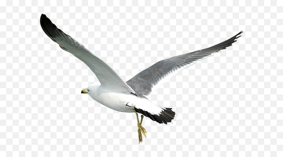 Gull Png - Seagull Bird Png,Seagulls Png