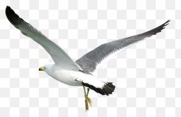 Gull Png - Seagull Bird Png,Seagulls Png