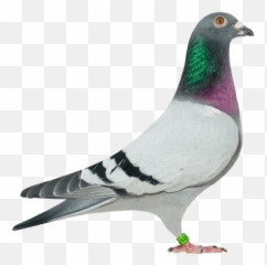 P - Bay Be186018715 U201cgaston 715u201d Homing Pigeon Png,Gaston Png