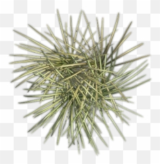 Index Of Mappingterrainplantsgrass - Pond Pine png
