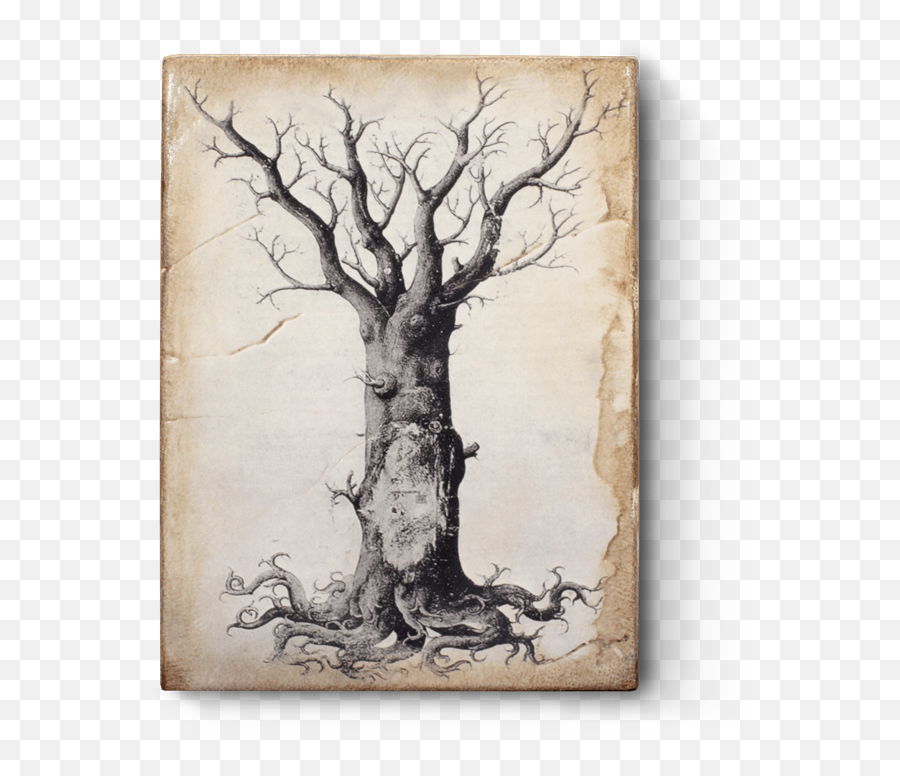 Download Hd Medieval Tree Of Life Transparent Png Image - Sid Dickens Tree Of Life,Tree Of Life Png