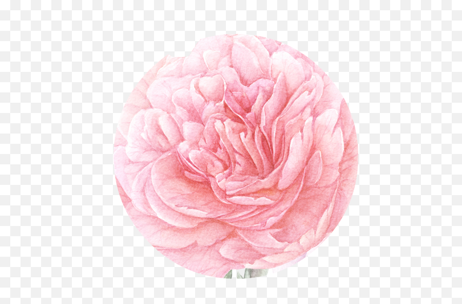 Peony Free Png - 18523 Transparentpng Persian Buttercup,Peonies Png