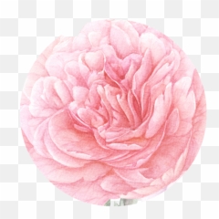 Peony Free Png - 18523 Transparentpng Persian Buttercup,Peonies Png