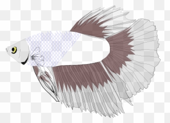 Betta Half Moon - Betta Fish Icon Png,Betta Fish Png
