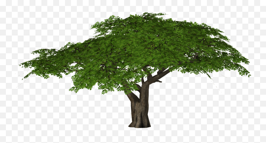 Png 6 Image - Oak,Thorn Png