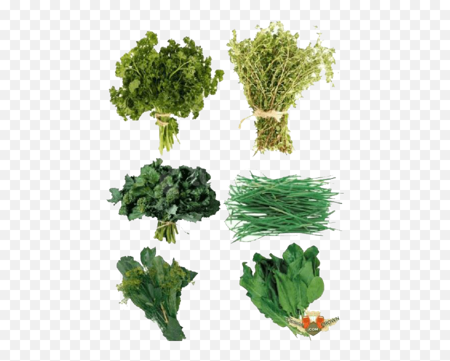 Herbs Png Transparent Image Arts - Herbs Photoshop,Broccoli Transparent Background