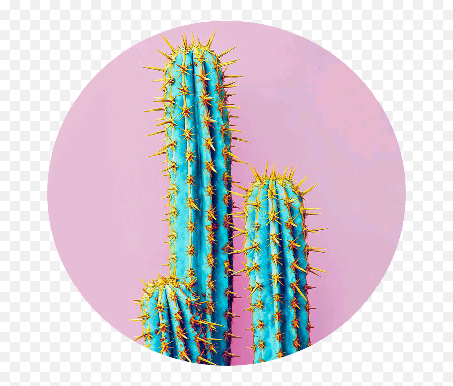Pink Blue Cactus Cato Azul Rosa Sticker By Sofia - Set Neon Cactus Png,Cactus Transparent Background