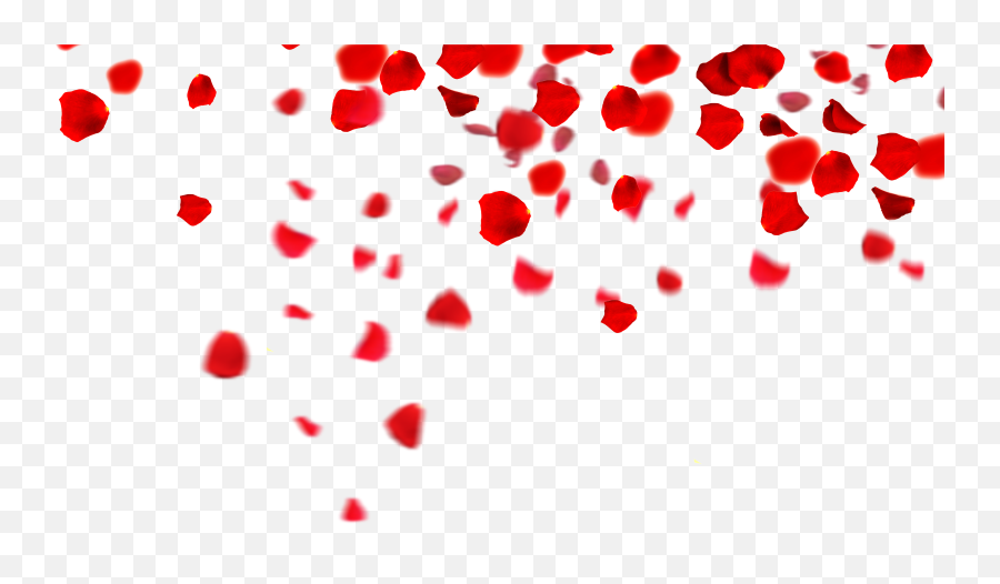 341 Rose Petals Falling Stock Photos, High-Res Pictures, and
