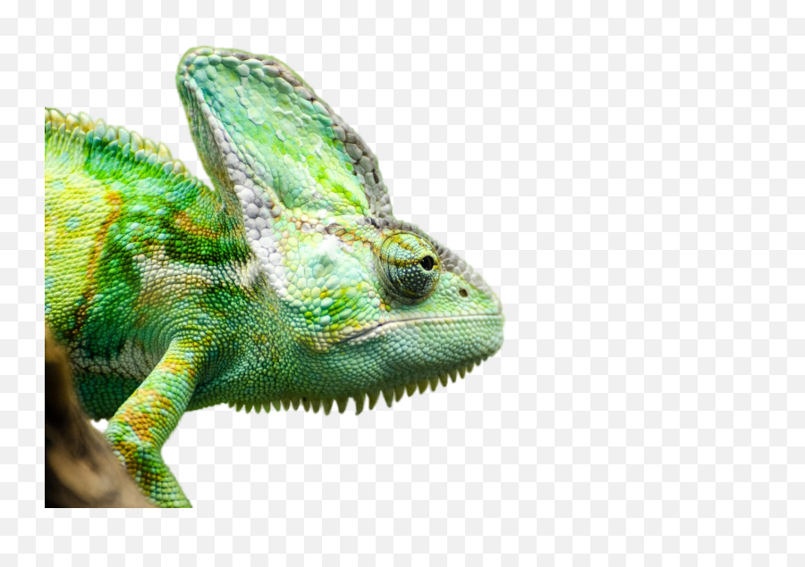 Reptile - 6429701280png 1280847 Dragon Images Cross National Reptile Awareness Day,Lizard Transparent Background