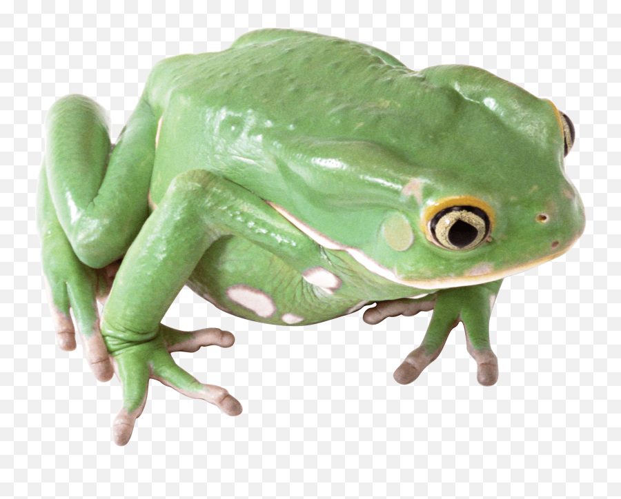 Frog Png U0026 Free Frogpng Transparent Images 31 - Pngio Frog Png,Kermit The Frog Png