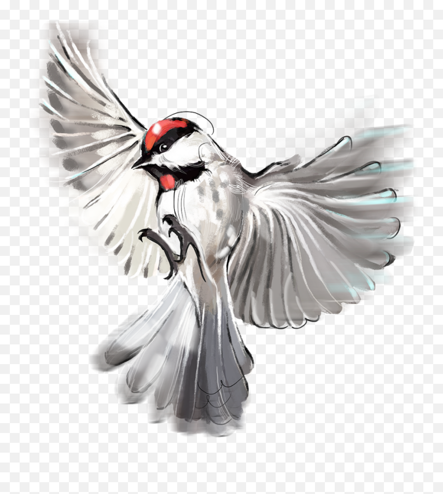 Colourful Bird Png - Rock Dove,Black Bird Png