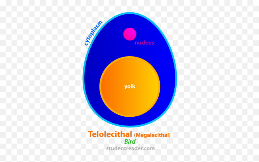 Egg Types And Cleavage Flashcards - Telolecithal Egg Png,Cleavage Icon