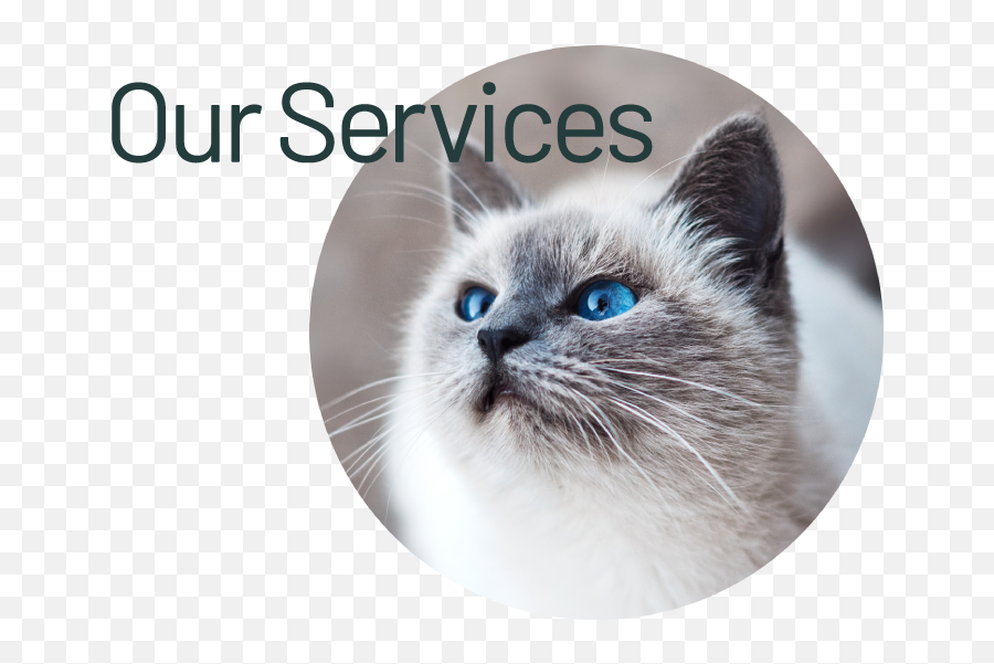 Our Services U2013 Highland Animal Hospital - Cat Png,St Gertrude Of Nivelles Icon