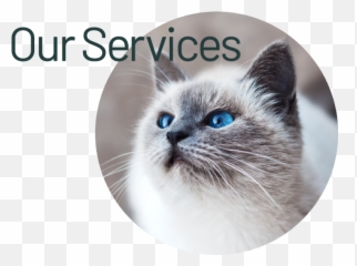 Our Services U2013 Highland Animal Hospital - Cat png