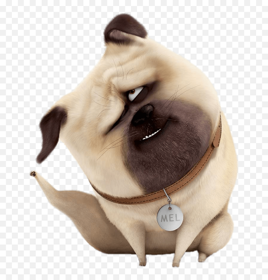 Mel Scratching Transparent Png - Stickpng Mel The Secret Life Of Pets,Pug Transparent Background