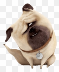 Mel Scratching Transparent Png - Stickpng Mel The Secret Life Of Pets,Pug Transparent Background