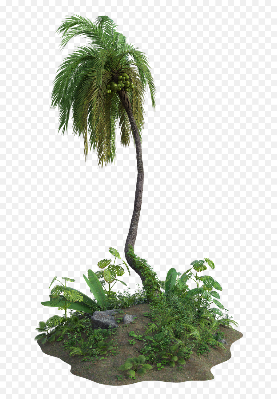 Tropical Palm Tree - Free Image On Pixabay Portable Network Graphics Png,Tropical Tree Png