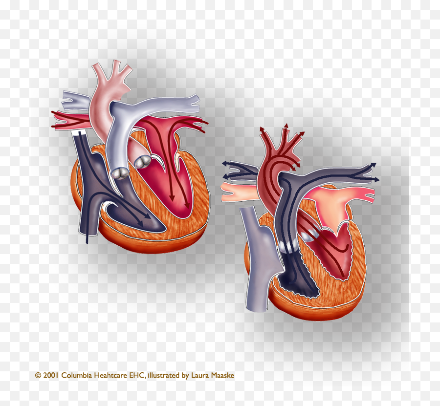 Anatomical Illustration Atria And Venricles Of The Heart - Systole And Diastole Png,Anatomical Heart Png