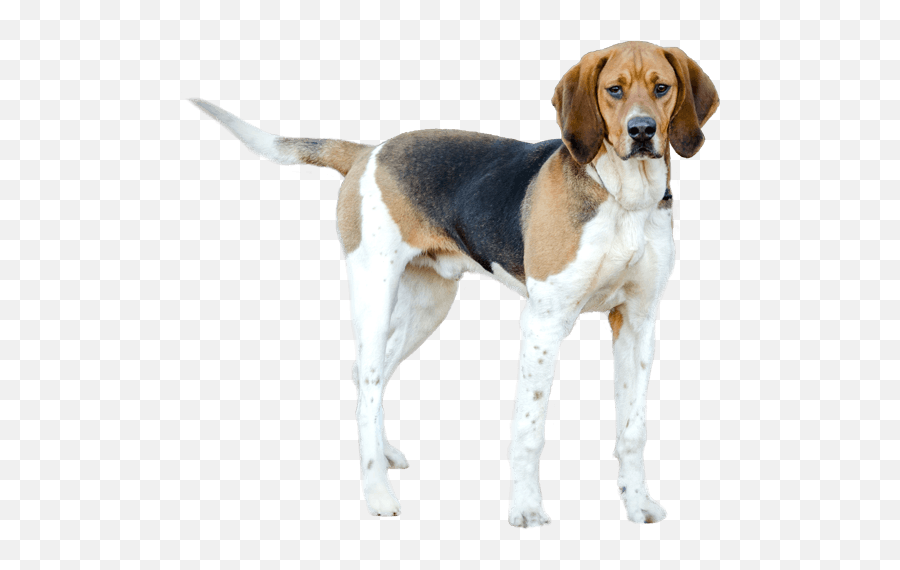 Treeing Walker Coonhound Dog Breed Facts And Information - Treeing Walker Coonhound Png,Foxhound Icon