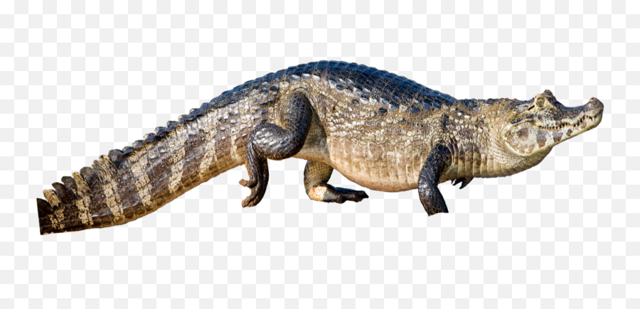 Alligator Download Transparent Png Image Arts - Nile Crocodile Png,Alligator Transparent Background