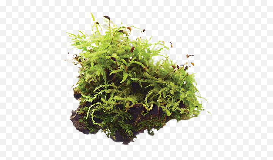 Marquee16 - Moss Png,Moss Png