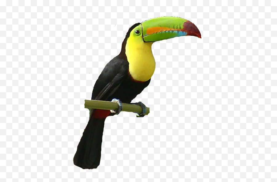 Mob Definition Toucan - Wallpapers 1244 Kbytes Png,Tucan Png