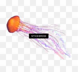 Download Jellyfish Animals - Tentacles Png PNG
