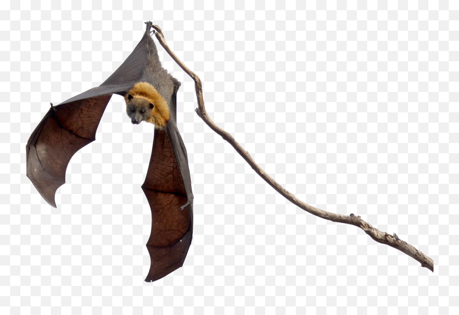 Halloween Bat Png - Bats,Halloween Bat Png