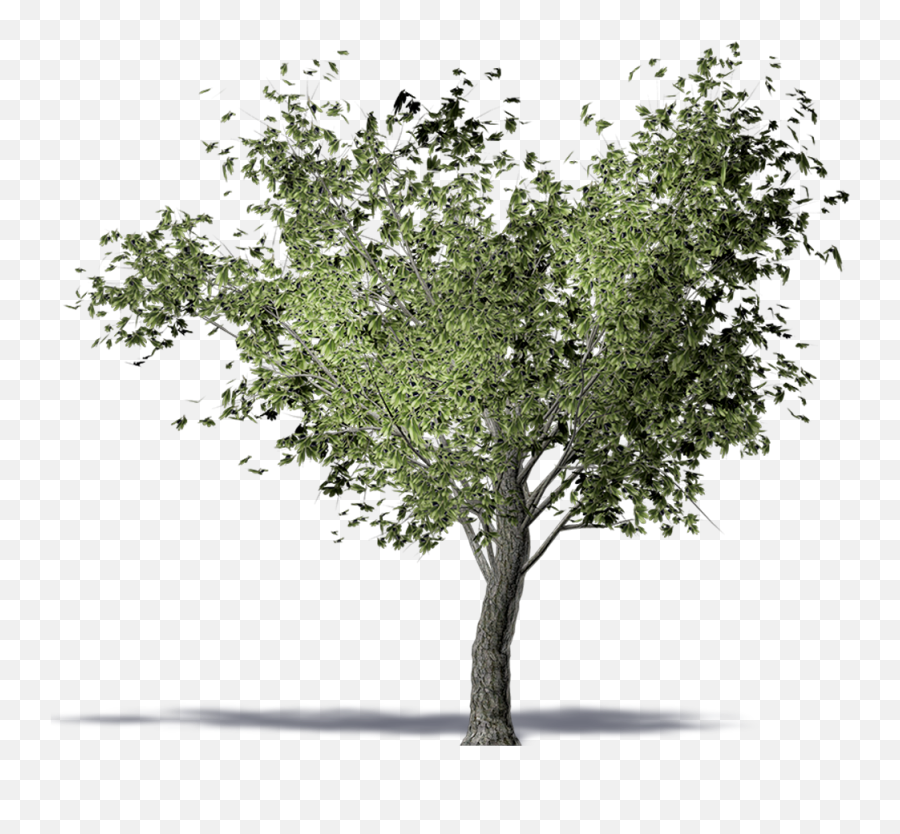 Twig American Elm Olive Tree Computer - Transparent Background Olive Tree Png,Olive Png
