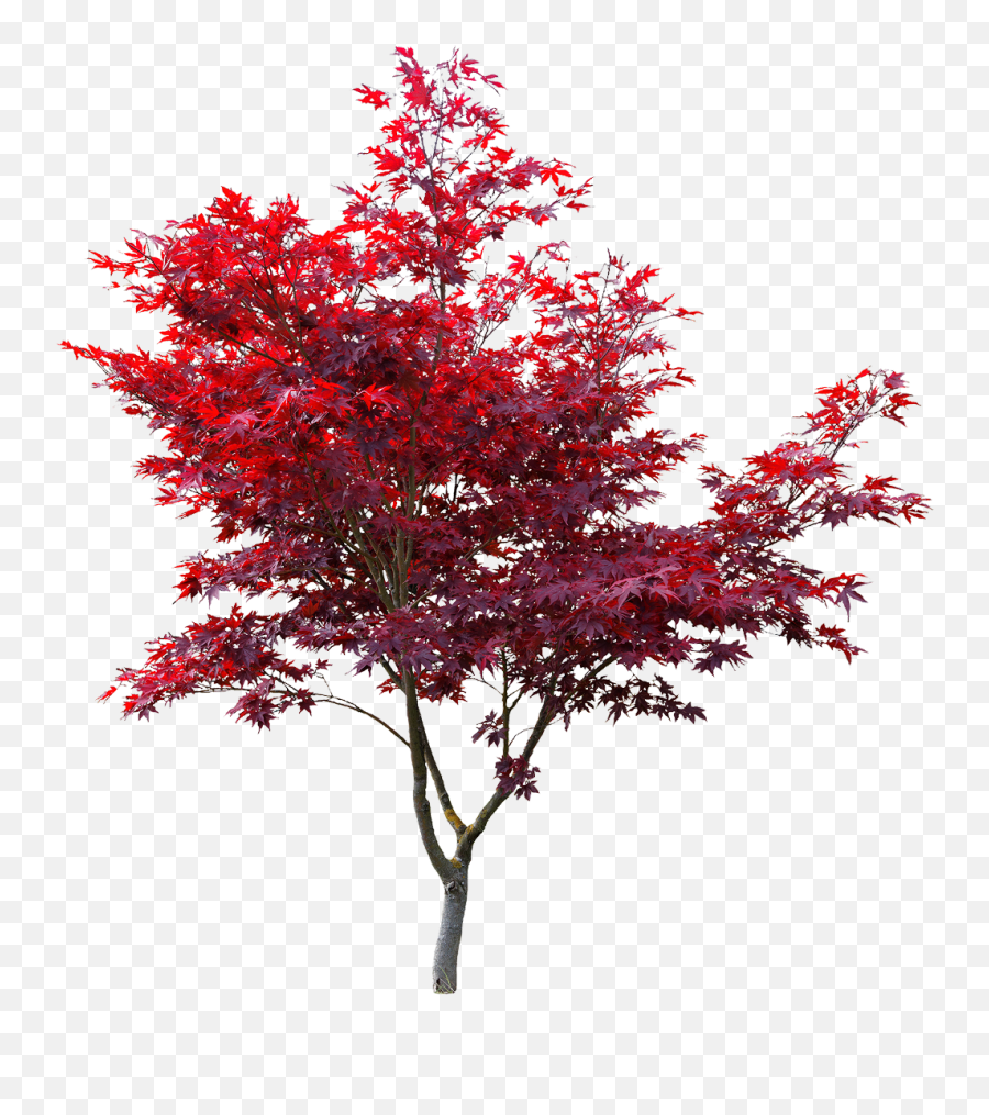 Overlay - Red Maple Tree Png,Japanese Maple Png