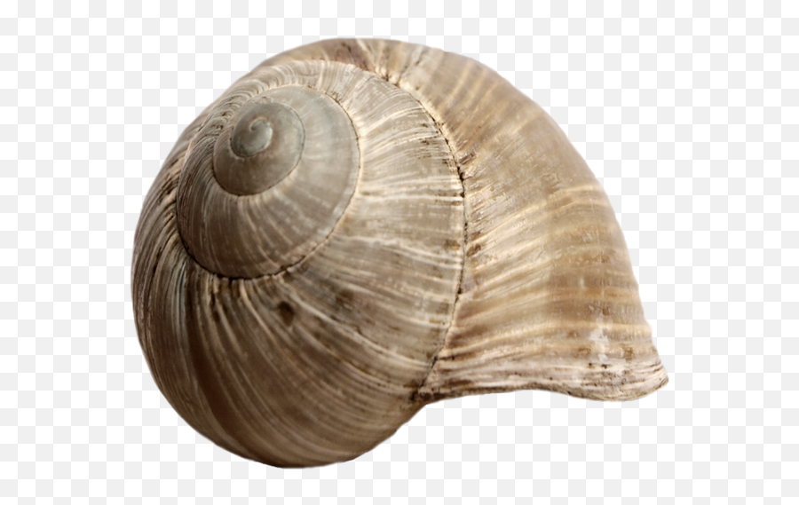 Stock Snail Shell Png - Snail Shell Transparent Background,Shell Png