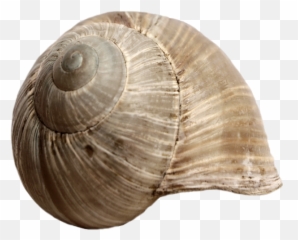 Stock Snail Shell Png - Snail Shell Transparent Background,Shell Png