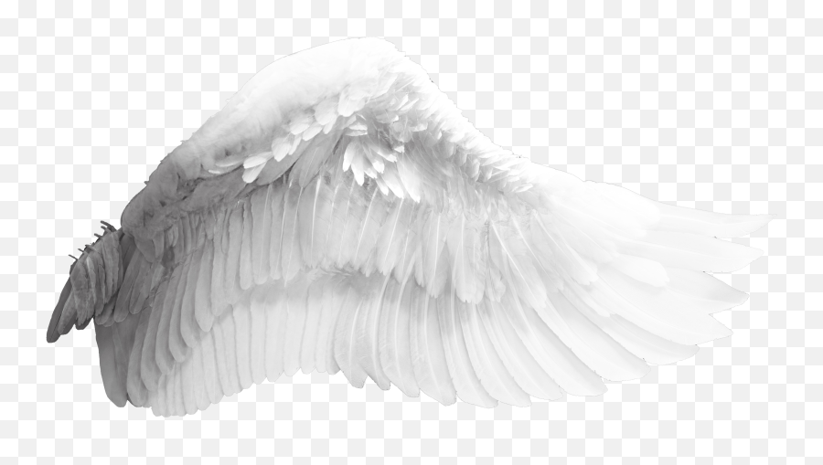 Wing Download Bird - Transparent Background Angel Wings Png,Wing Png