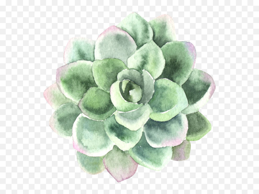 Process Of Personal Transformation - Pink Green Succulent Watercolor Png,Succulents Png