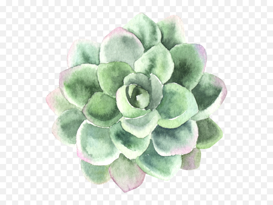 Download Process Of Personal Transformation Pink Green Succulent Watercolor Png Succulents Png Free Transparent Png Images Pngaaa Com