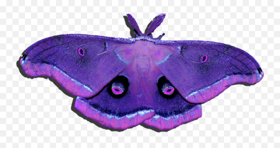 Transparent Background - Moth Wings Purple Png,Moth Png