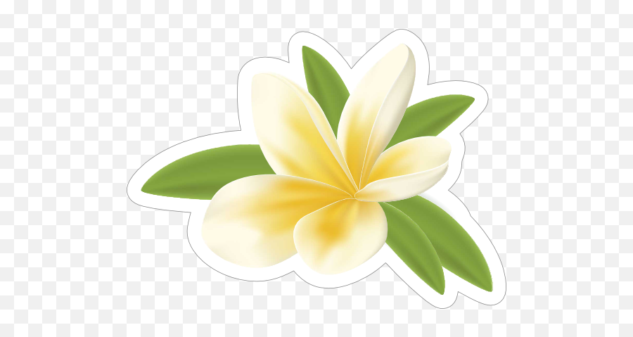 Pretty Plumeria Flower Sticker - Frangipani Png,Plumeria Flower Png