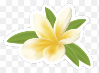 Pretty Plumeria Flower Sticker - Frangipani Png,Plumeria Flower Png